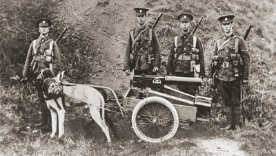 British Army Using Dogs to Pull a Machine Gun During World War I, from 